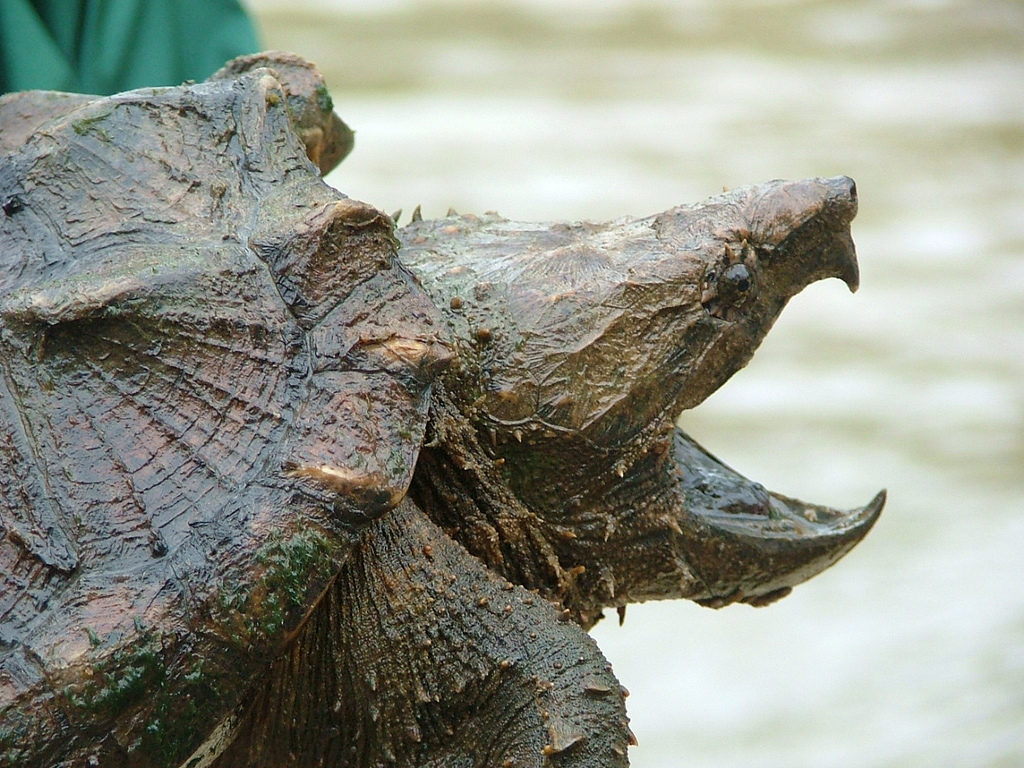 alligator snapping turtle eating mice