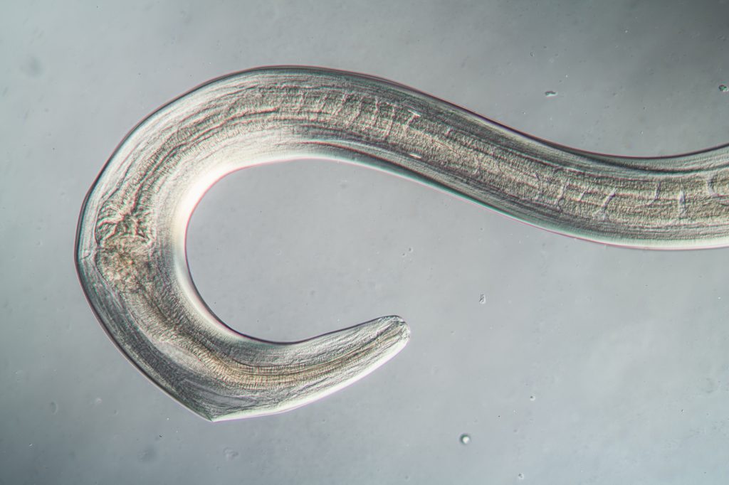 Nematodes, Climate Change, and Extinction Level Events - The Prindle ...