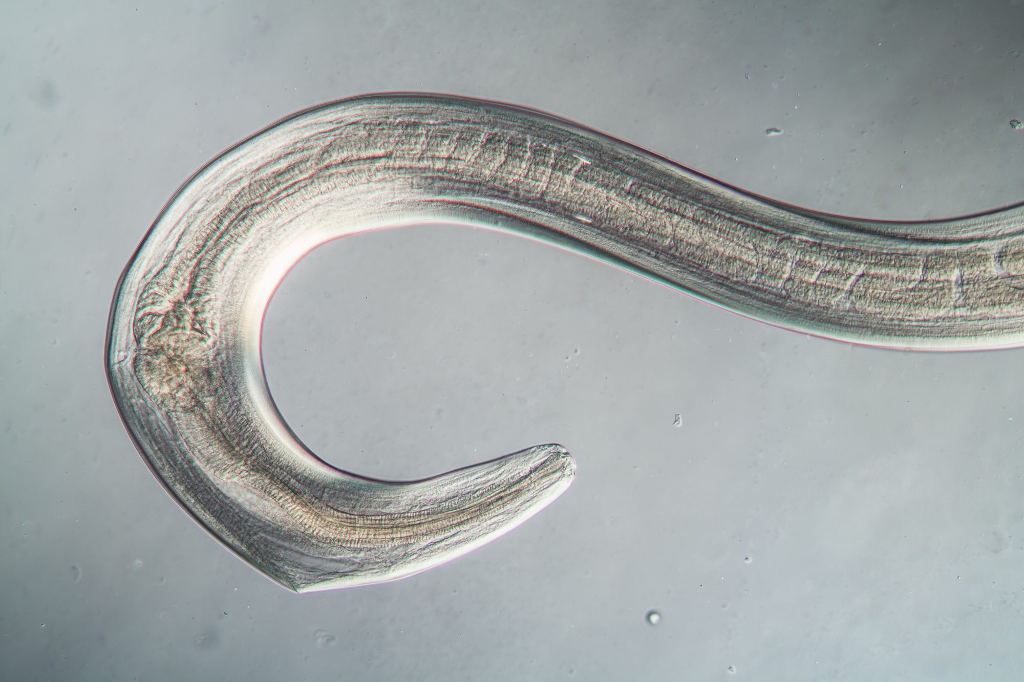 46,000-year-old nematodes wake up in lab