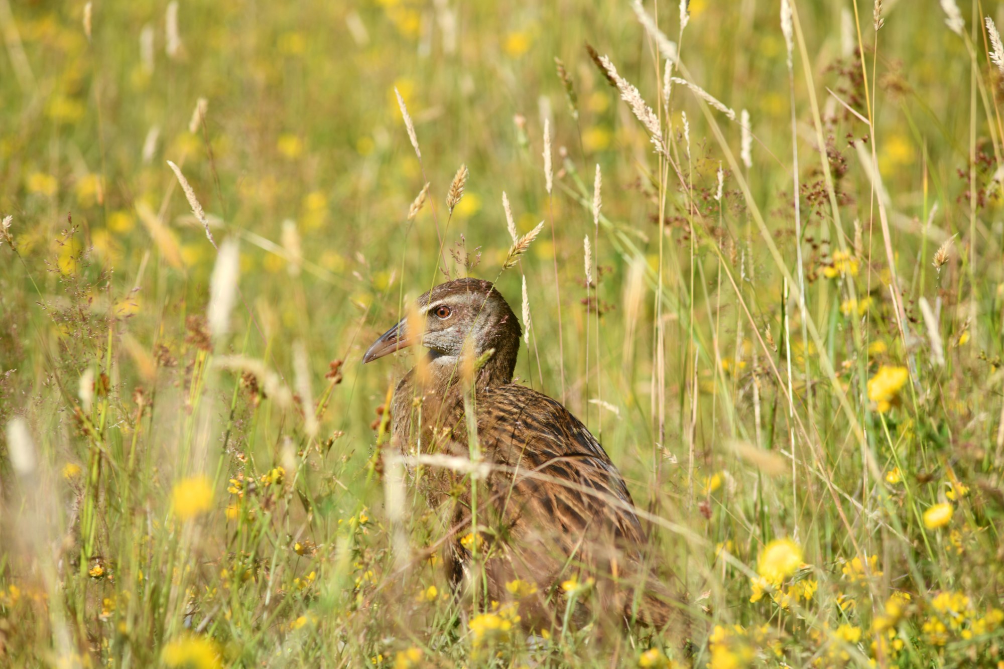 image of weka hiding in tall grass