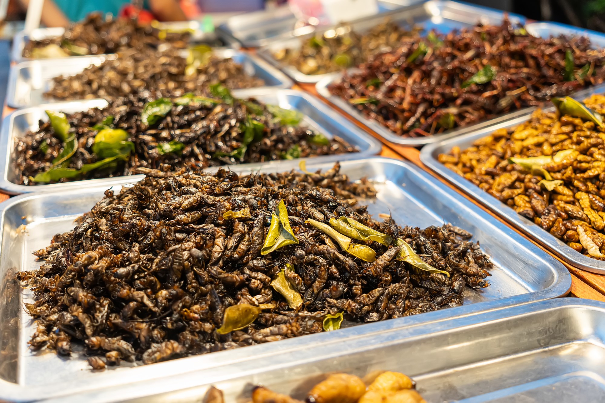 photograph of insect dishes on buffet